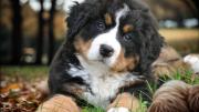 Respira hondo para ver cuántos años vive un perro según su tamaño