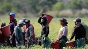 California: así puede impactar en la economía local la falta de trabajadores inmigrantes en el campo