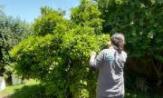 Detectaron el vector del HLB en zonas de Buenos Aires