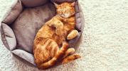 Cuál es el mejor lugar del hogar para que tu gato descanse mientras hace frío