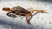 Así puedes alejar a los peligrosos alacranes de tu hogar