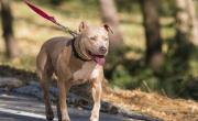 Dramático caso en Berisso: pitbull atacó a un niño y mató a otro perro que quiso defenderlo