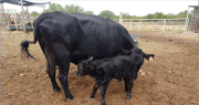 Terneros jachalleros de alta genética: con inseminación artificial impulsan la ganadería en el norte sanjuanino