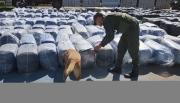 Salta otra vez en la mira: incautan 7 mil kilos de hojas de coca que salieron de Orán rumbo a Buenos Aires