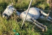 Frías: Allanan propiedades de un abogado prófugo por presuntos hechos ilícitos