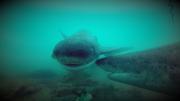 Tiburones en la mira de la ciencia y siembra de algas para proteger el mar de la Patagonia