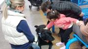 Pocha, la simpática perra labradora que inició el programa de animales de asistencia en el Hospital Notti