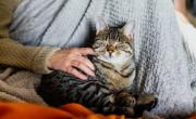 Cómo cuidar a tu gato en invierno: consejos para que no pase frío