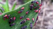 Chinche del Arce: la planta que puede mantener a esta plaga alejada de tu casa