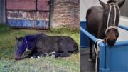 Rescatan a caballo desnutrido y fuertemente golpeado en un descampado de Lomas