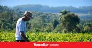 Los productores de yerba mate podrán realizar plantaciones sin límite