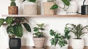 La planta de interior que no necesita luz solar, se riega poco y casi no ocupa espacio