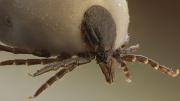 La peligrosa plaga silenciosa que pone en riesgo tu salud ¿Cómo combatirla?