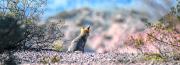 Apareció un zorro en el parque Norte de Neuquén y aseguran que hay más