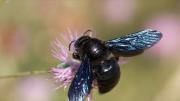 Cómo alejar las abejas carpinteras de casa con un repelente casero y qué significa su visita