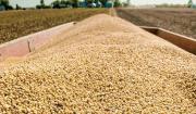 El Gobierno reanuda las exportaciones de soya hasta 250.000 toneladas