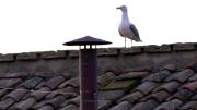 Como en 2013, aparece una gaviota en el Cónclave para elegir al nuevo Papa: cuál es su significado