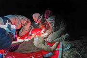 La veterinaria que capturó a la puma Koi: cómo fue esa noche en medio de la Patagonia sur