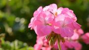 La planta de exterior que tiene flores coloridas los 365 días del año y es una bendición para cualquier jardín