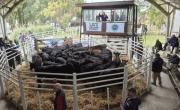 Buen debut comercial en Tres Arroyos con terneros Angus de alta calidad