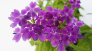 La planta nativa que le dará flores coloridas a tu jardín aunque vivas en el desierto