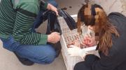 Un hombre fue detenido por llevar 50 kilos de mollejas y achuras en una camioneta