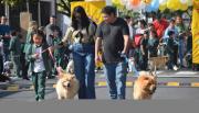 VIDEO: desfile solidario de mascotas en barrio El Tribuno