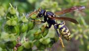 Plagas en la Patagonia: cuáles son las especies invasoras, ¿sabías que una de ellas ronronea?