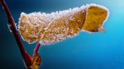 Cómo proteger las plantas de tu jardín durante las heladas de invierno