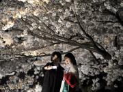 Cómo es la costumbre japonesa del hanami para calma el ruido mental
