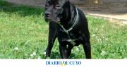 Un pitbull atacó a un delincuente cuando intentaba robar en una casa y terminó internado
