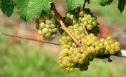 Eliminan retenciones a insumos del vino: alivio fiscal por $400 millones