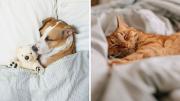 ¿Es mejor dormir con un perro o con un gato, según los veterinarios?