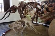 Semana de los Museos inicia hoy con actividades artísticas en el Museo Paleontológico de Tarija