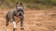 Un chico de 12 años y su mamá sufrieron varias heridas al ser mordidos por el perro de un vecino