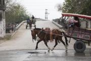 Impulsan una ley para sancionar el maltrato animal en Tucumán