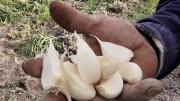 Federico Sturzenegger desreguló trámites para exportar hortalizas tras el pedido de un productor de ajo