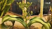 Ni cactus ni suculenta: la planta “inmortal” que sobrevive en el desierto más antiguo del mundo