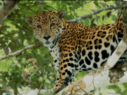 Lanzan la convocatoria para Premio al Reportaje sobre Naturaleza en Bolivia