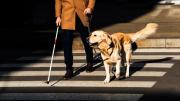 Inteligente y de buen carácter: la raza de perro que es ideal para personas no videntes