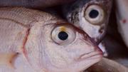 Truco casero: cómo eliminar el olor a pescado de un recipiente de plástico usando un ingrediente