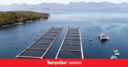 Reino Unido lanzó consulta para producir 50 mil tn de salmón en Malvinas