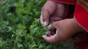 Cañahua, el grano andino que busca frenar el éxodo rural en el Altiplano boliviano