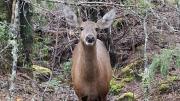 ¡Nueva visita del animal más esperado! El huemul Newenche que vino de Chile fue otra vez visto en el parque Lanín