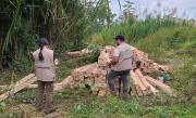 Pando: Decomisan más de 15 mil pies tablares de madera en la frontera con Perú