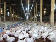 Alerta por un brote de gripe aviar en Brasil: China y la Unión Europea suspenden la compra de carne de pollo