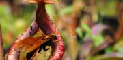Plantas cazadoras que parecen salidas de una película de terror
