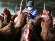 Argentina suspende importaciones avícolas desde Brasil tras confirmarse un brote de gripe aviar