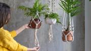 Cuál es el don especial de las personas que tienen muchas plantas de interior en su casa