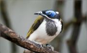 El plumaje de las aves, más colorido en la ciudad que en el campo